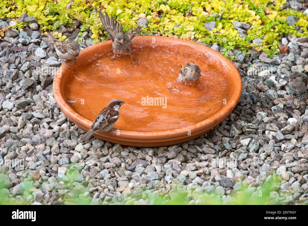 house sparrows bathing and drinking in bird bath Stock Photo Alamy
