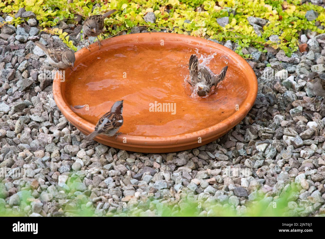 house sparrows bathing and drinking in bird bath Stock Photo