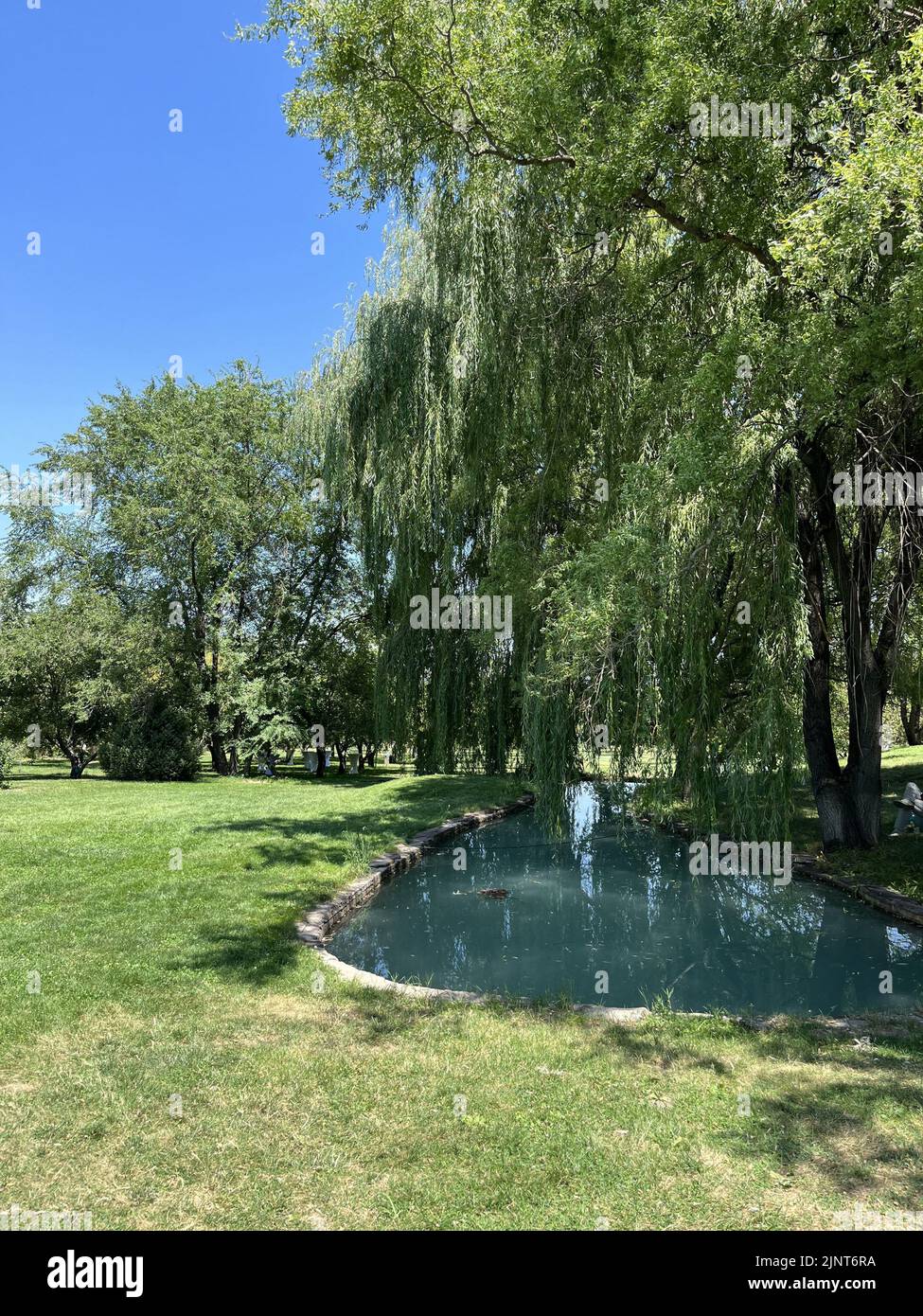 Weeping willow tree duck hi-res stock photography and images - Alamy