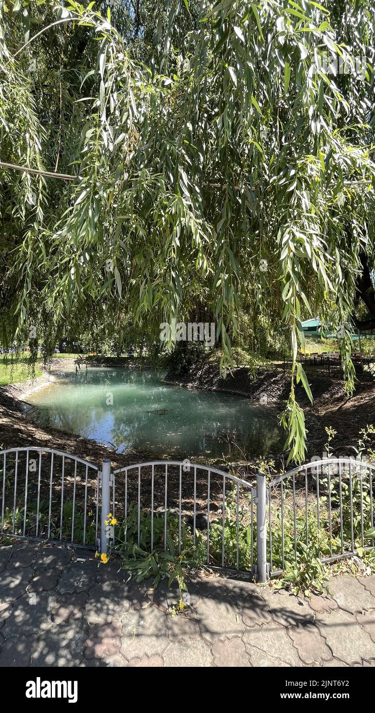 Weeping willow tree duck hi-res stock photography and images - Alamy