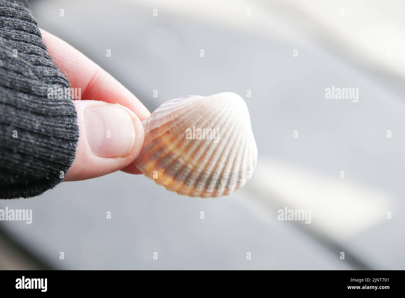 Hand holding a seashell on a blurred background Stock Photo