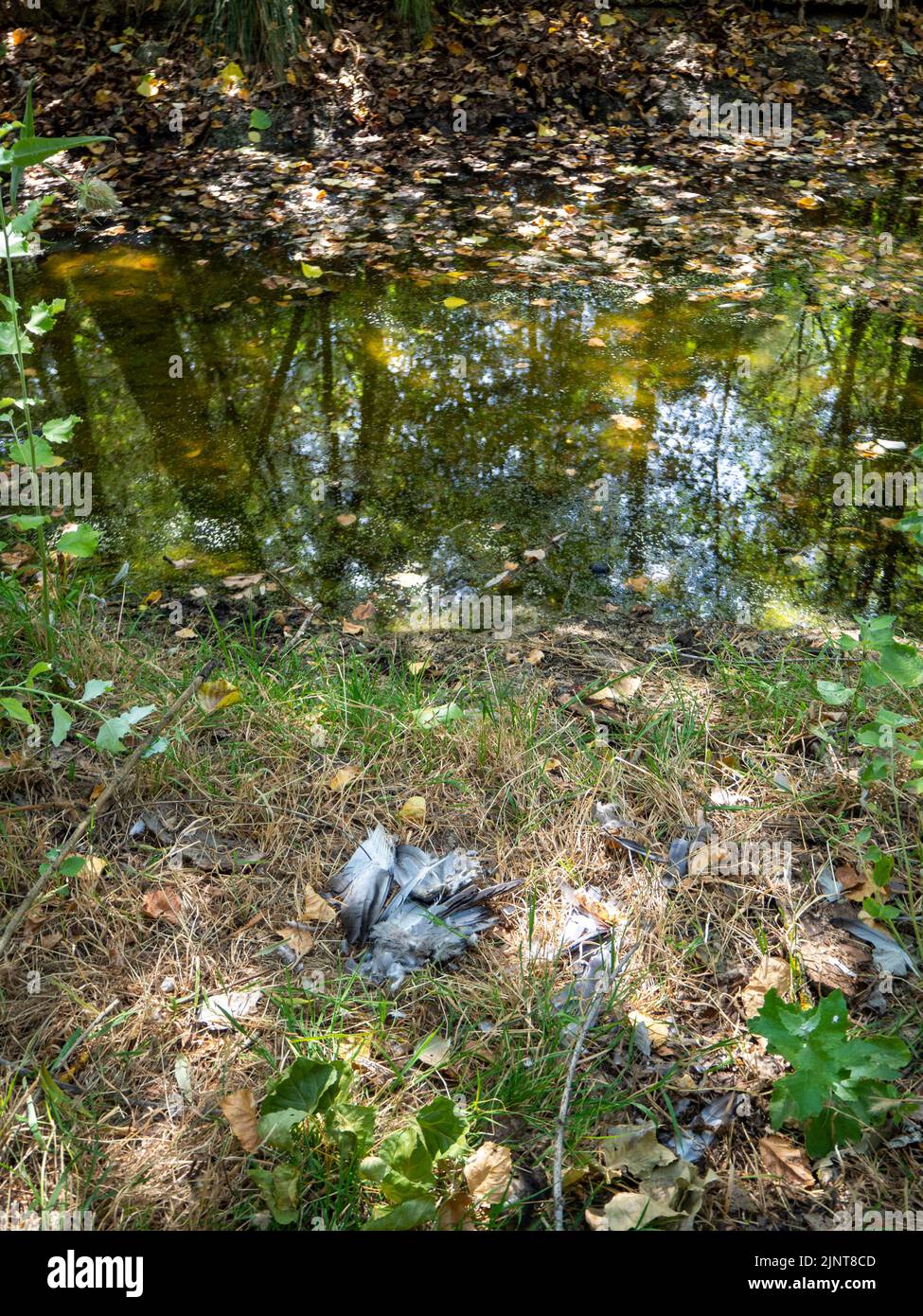 spring water contaminated by chemicals. Pollution concept Stock Photo