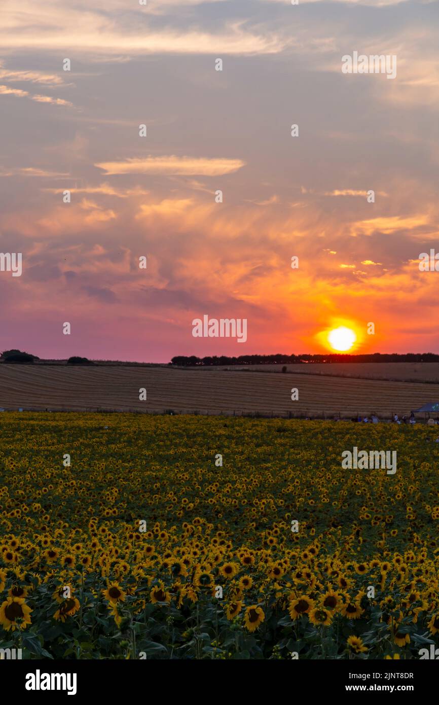 Maiden Castle Farm, Dorchester, Dorset UK. 13th August 2022. Visitors flock to Maiden Castle Farm, near Dorchester in Dorset, for sundowner to walk the Dorset Sunflower Trail as the sun sets over the sunflowers at the end of a scorching hot day.  (permission received from Maiden Castle Farm). Credit: Carolyn Jenkins/Alamy Live News Stock Photo