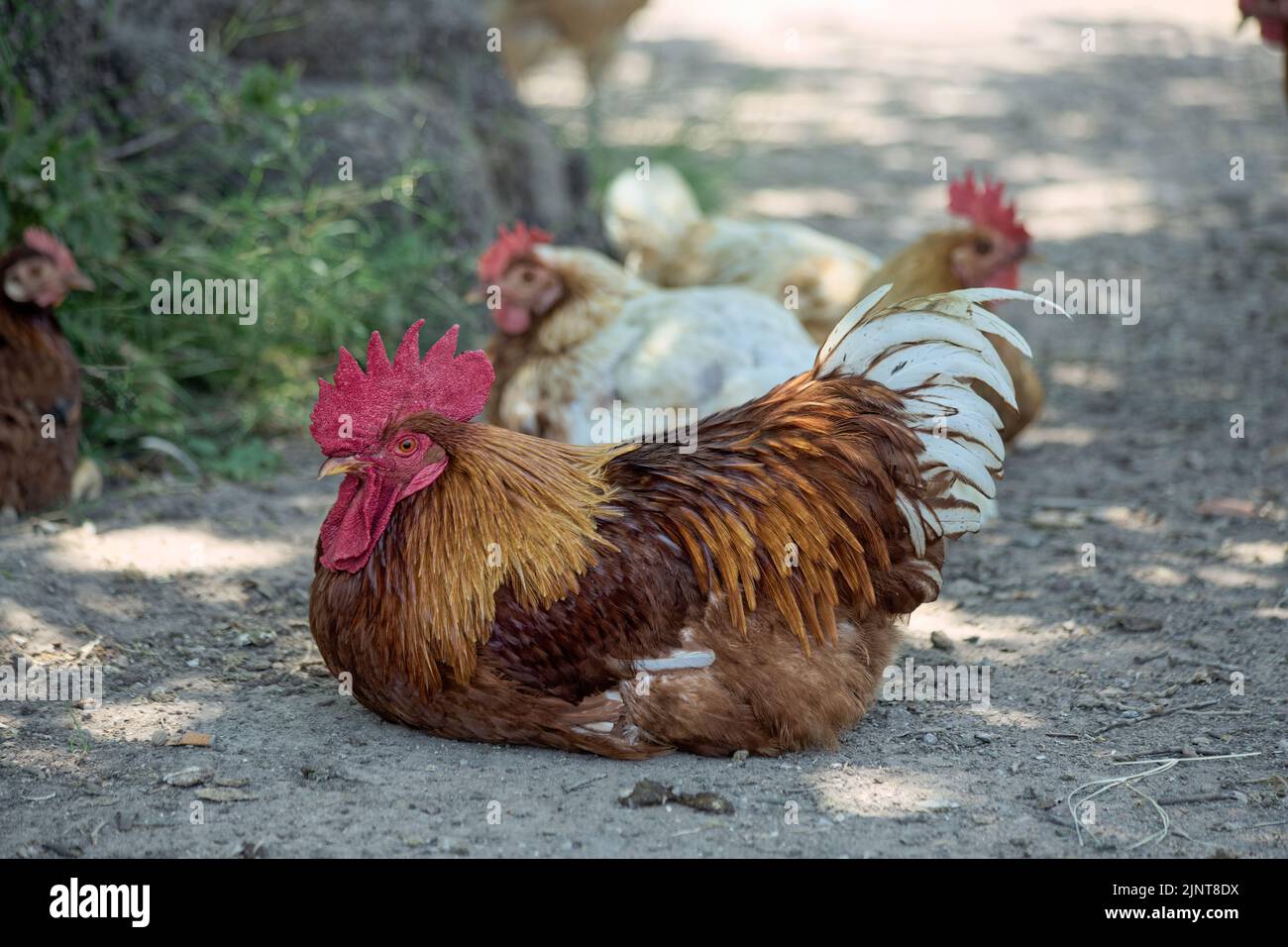 Free range rooster with beautiful feathers fowl on the ground. Stock Photo