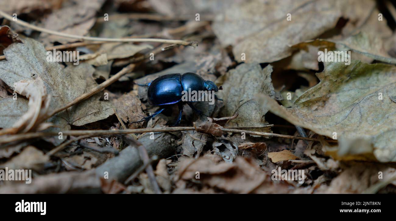 Close up of a beetle in forest Stock Photo