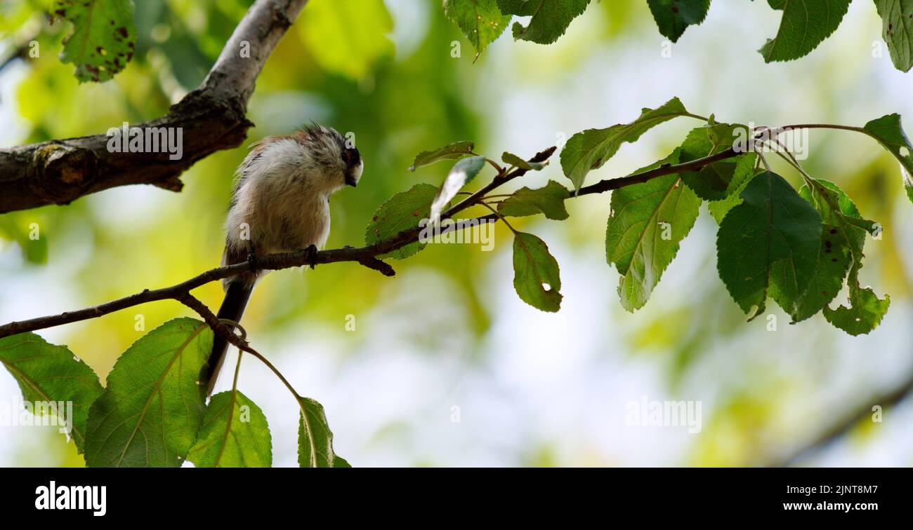 Close up of a bird sitting on tree Stock Photo - Alamy