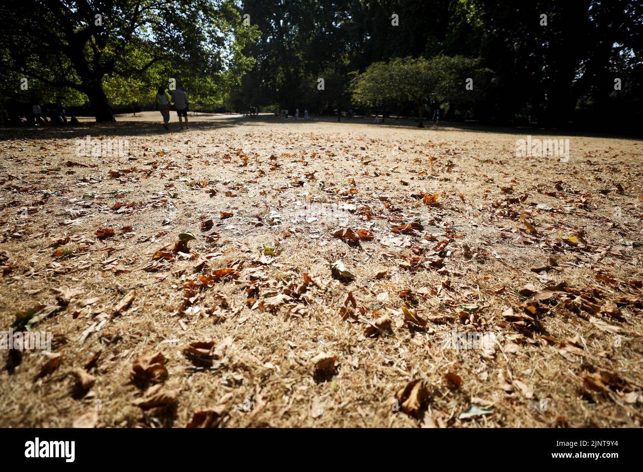London, Britain. 13th Aug, 2022. People walk on the lawn in St James's Park in London, Britain, on Aug. 13, 2022. A drought was officially declared on Friday across a large swathe of England, amid a new heatwave and prolonged dry weather. Credit: Li Ying/Xinhua/Alamy Live News Stock Photo