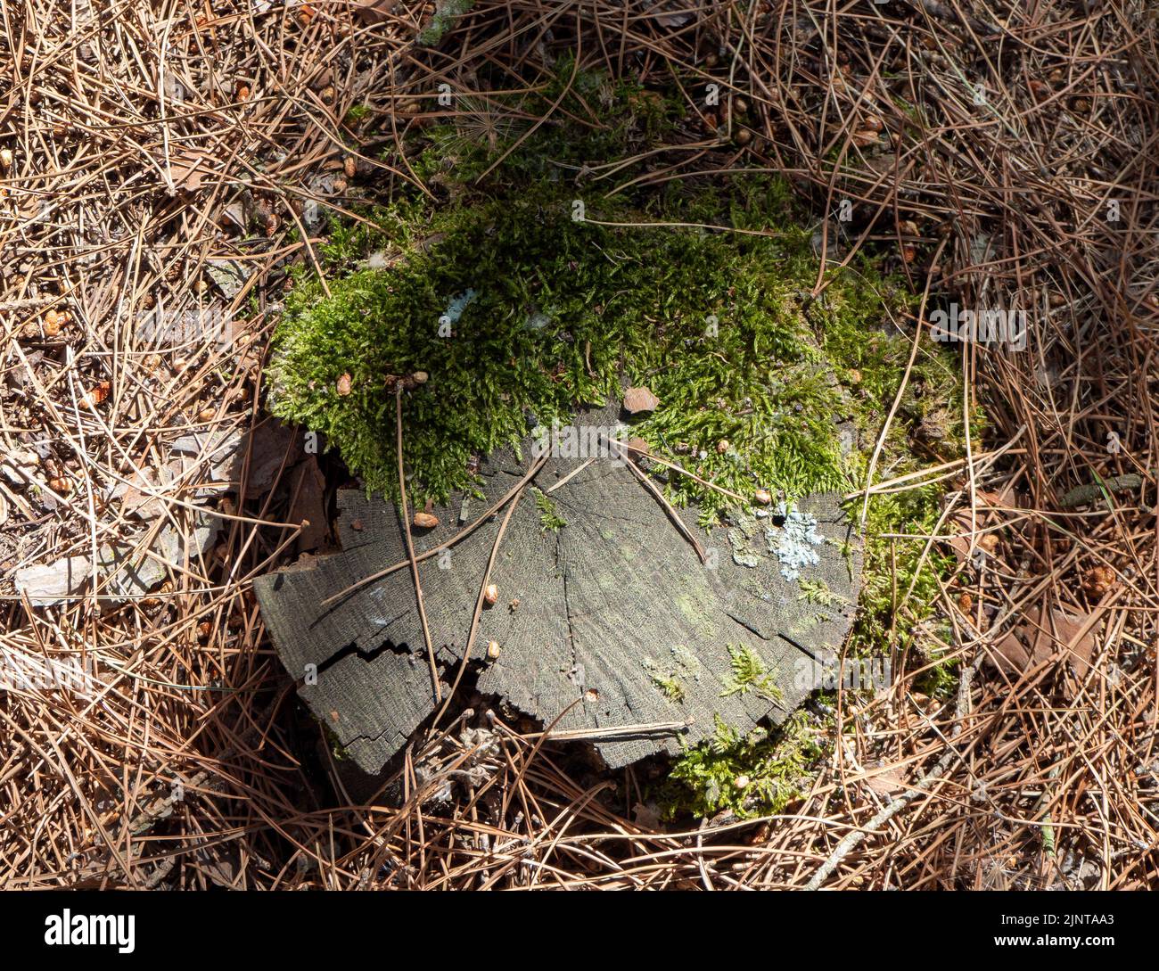 tree trunk cut down due to environmental problems Stock Photo Alamy