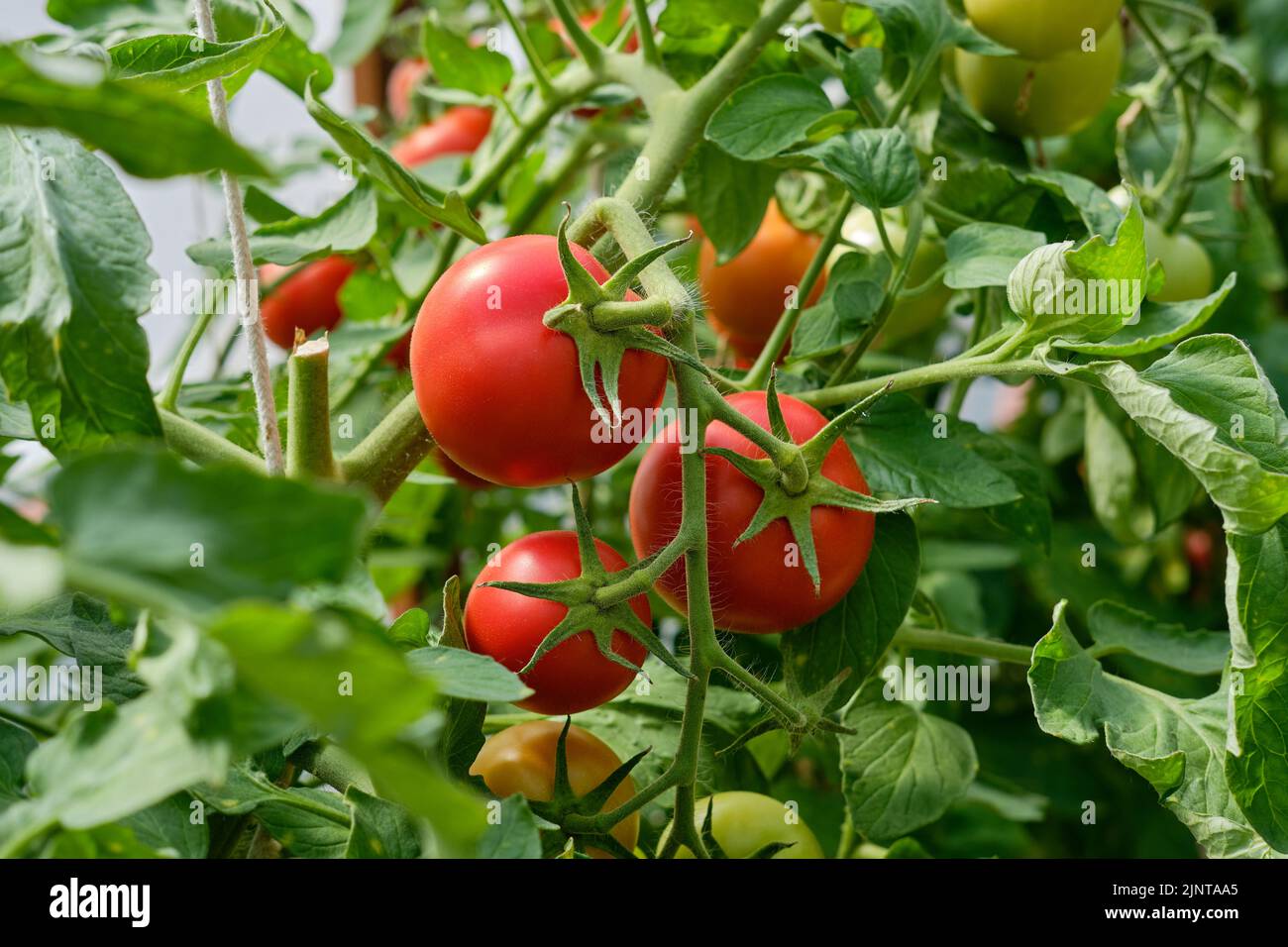 Ripe red round tomatoes on a branch. Stock Photo