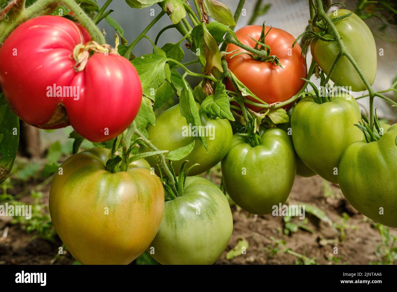 Green, yellow and red tomatoes on a branch in the greenhouse. Stock Photo