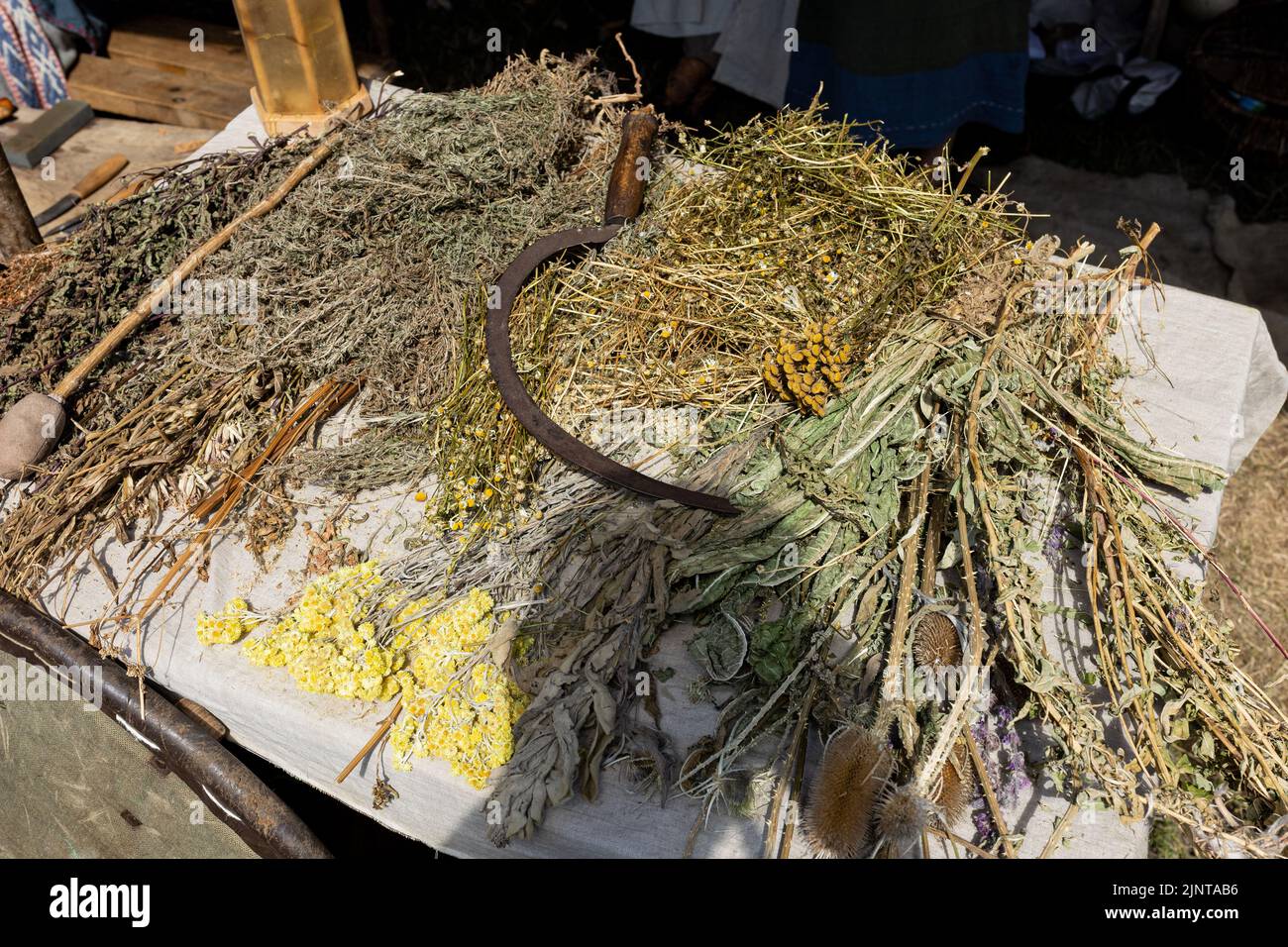 WOLIN, POLAND - AUGUST 6, 2022: XXVII Festival of Slavs and Vikings, dried meadow herbs and sickle Stock Photo