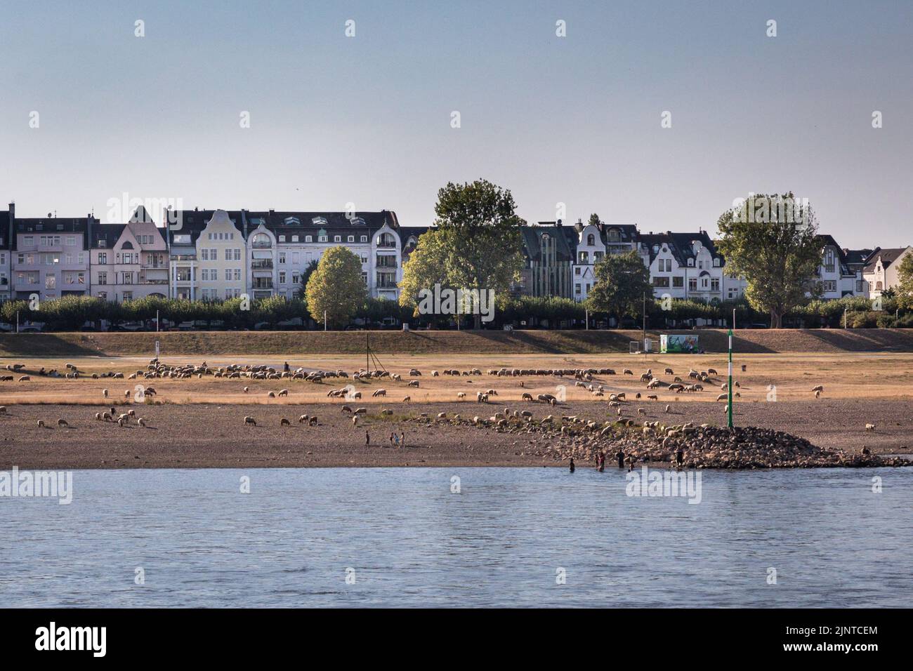 Düsseldorf, NRW, Germany. 13th Aug, 2022. A large herd of sheep is grazing on the parched riverbank. The River Rhine, one of the busiest inland waterways in the world, has been strongly affected by the ongoing drought and resulting low water levels, caused by prolonged heat of up to 40 degrees and very little rain in the last few weeks. The shipping lane has narrowed down considerably, slowing down traffic, most vessels have also had to considerably reduce their freight weight, leading to supply issues and higher shipping prices. Credit: Imageplotter/Alamy Live News Stock Photo