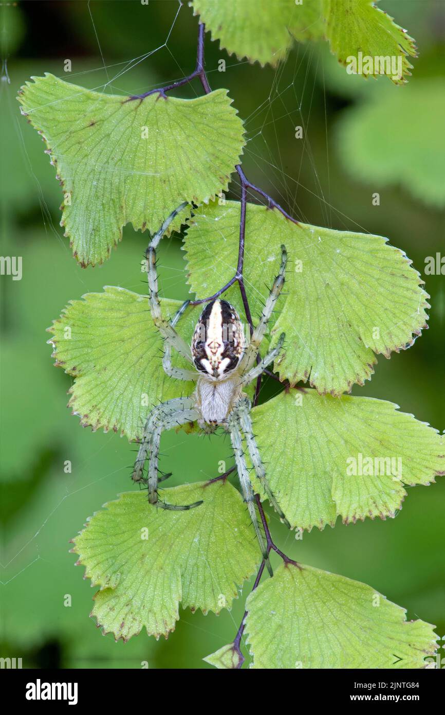 Western Spotted Orbweaver (Neoscona oaxacensis Stock Photo Alamy