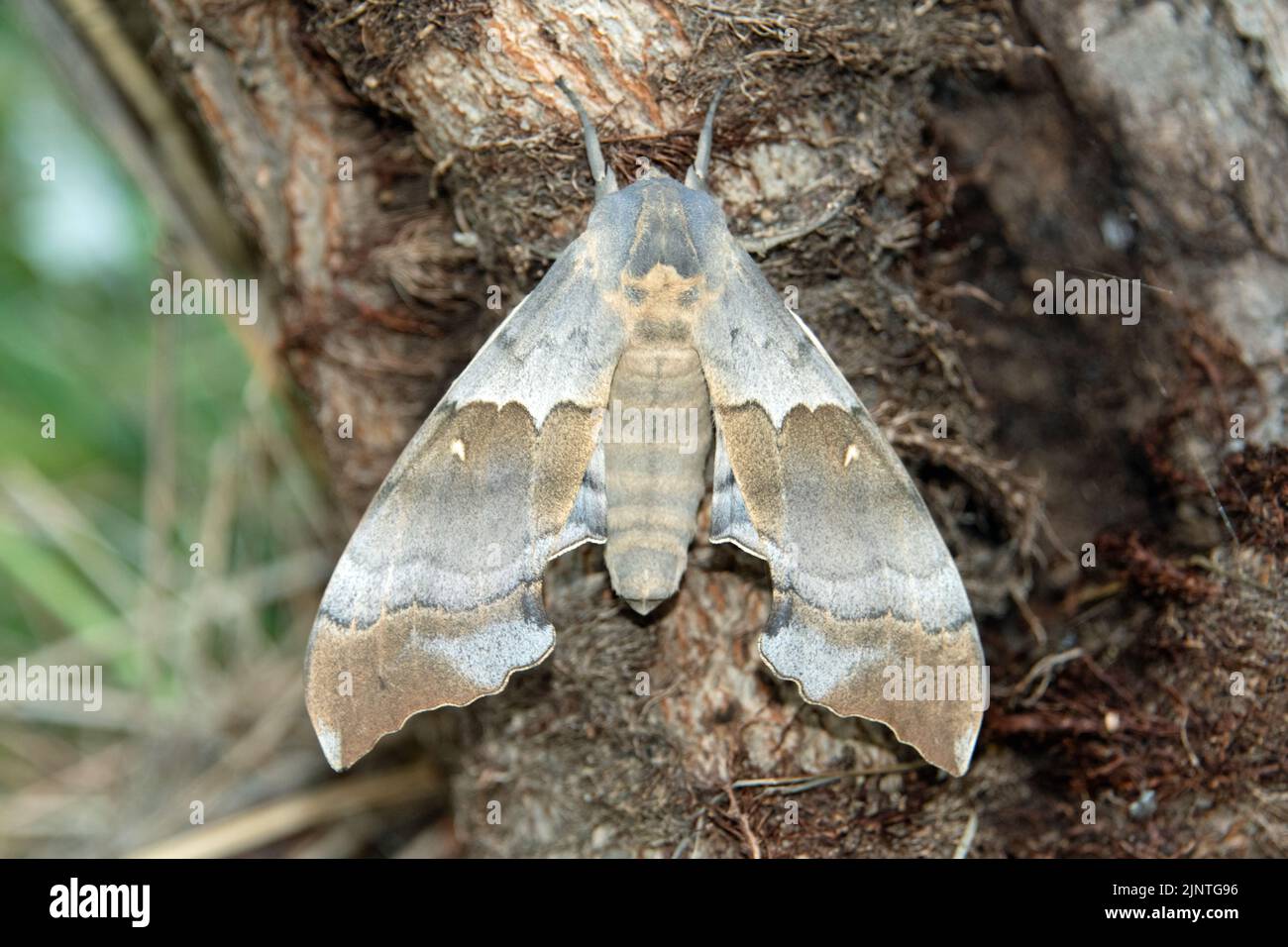 Big Poplar Sphinx Moth Pachysphinx Occidentalis Stock Photo Alamy