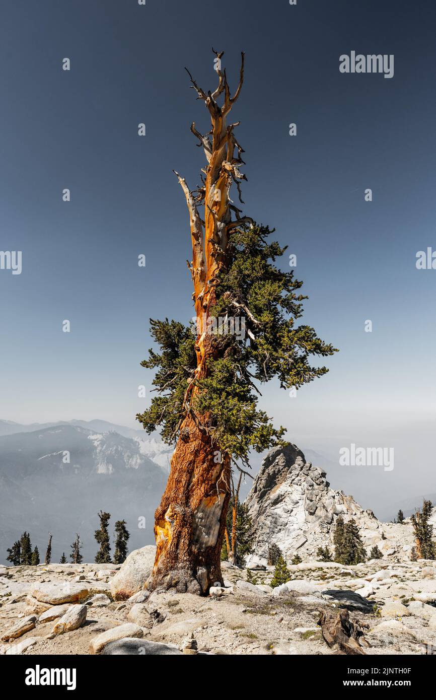 Foxtail Pine Growing Near the Summit of Alta Peak in Sequoia National Park Stock Photo