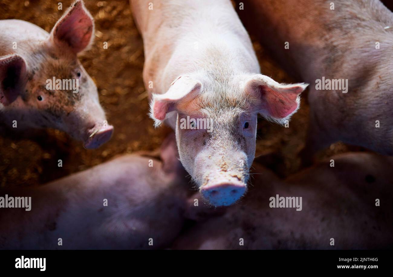 Affing, Deutschland. 25th July, 2022. Pig farm, Schweinehof Brandmeir ...
