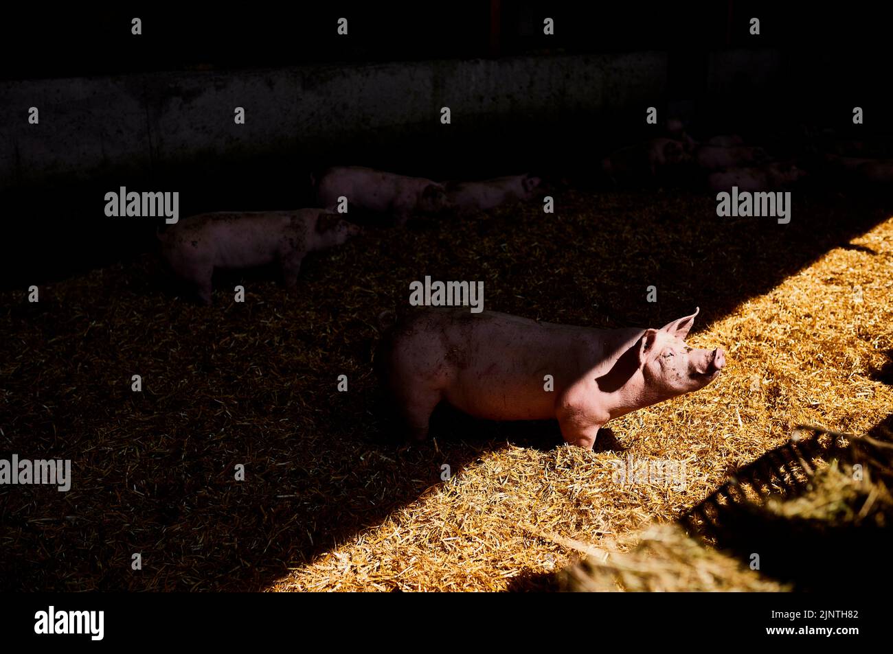 Conventional form hi-res stock photography and images - Alamy