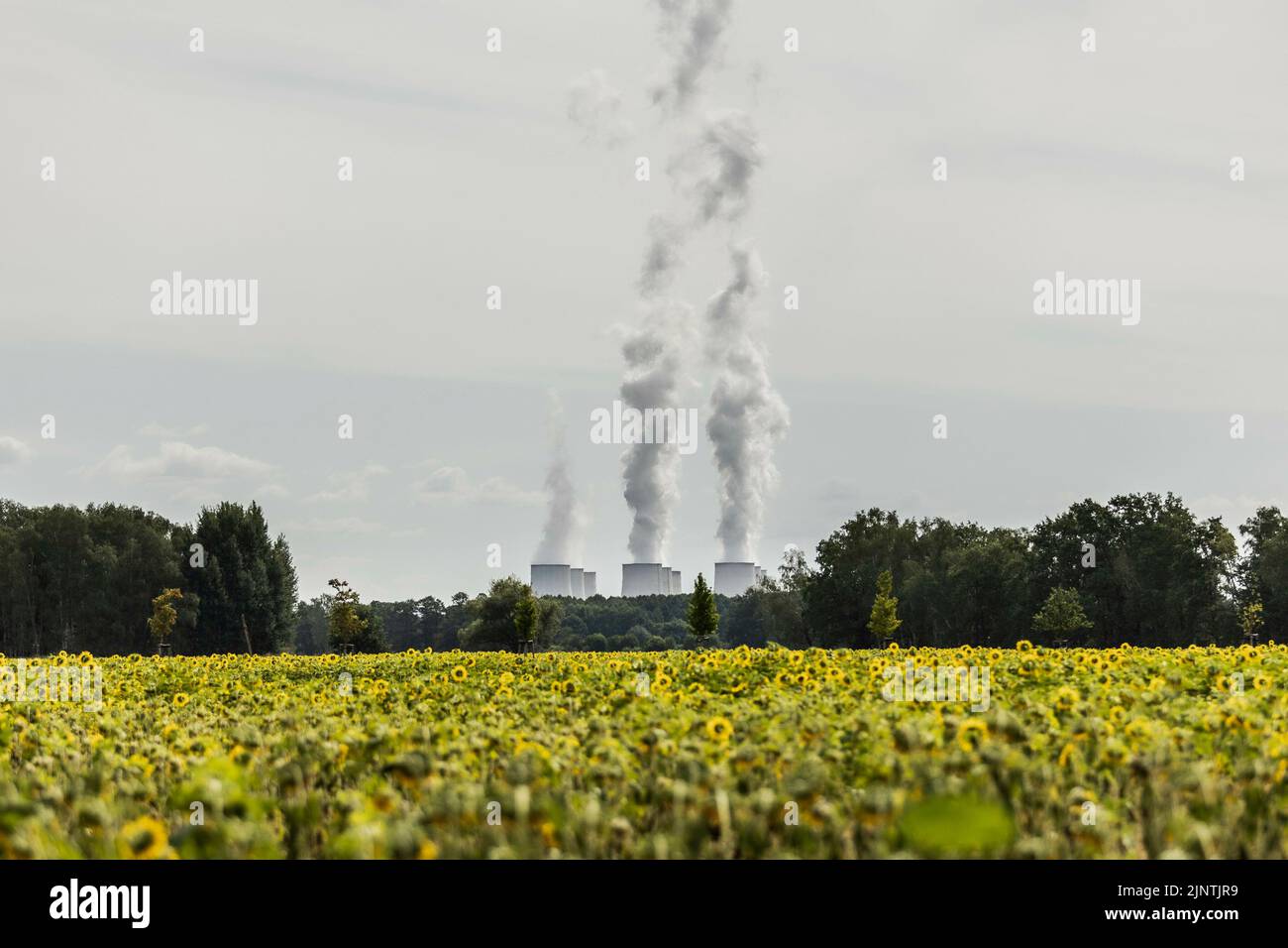 The Jaenschwalde coal-fired power plant can be seen behind partly dried-up sunflowers in Dissen-Striesow, July 28, 2022. According to the federal government's timetable for phasing out coal, the last block of the power plant is to be shut down by the end of 2028. In addition to Boxberg and Schwarze Pumpe, Jaenschwalde is one of three power plants in Lusatia whose economic infrastructure is largely dependent on coal production. Stock Photo