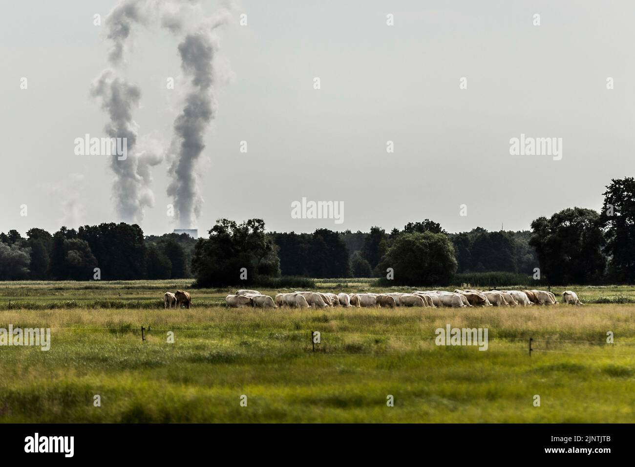 The Jaenschwalde coal-fired power plant is visible behind a herd of cows in Dissen-Striesow, July 28, 2022. According to the federal government's timetable for phasing out coal, the last block of the power plant is to be shut down by the end of 2028. In addition to Boxberg and Schwarze Pumpe, Jaenschwalde is one of three power plants in Lusatia whose economic infrastructure is largely dependent on coal production. Stock Photo