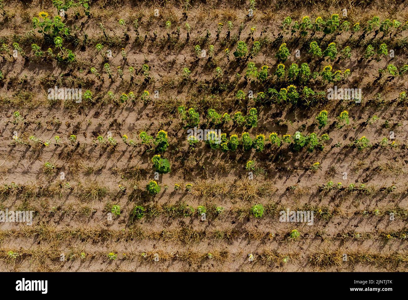 Doebrick, Deutschland. 28th July, 2022. Aerial view of a field with partly dried up sunflowers in Doebbrick, July 28th, 2022. Credit: dpa/Alamy Live News Stock Photo