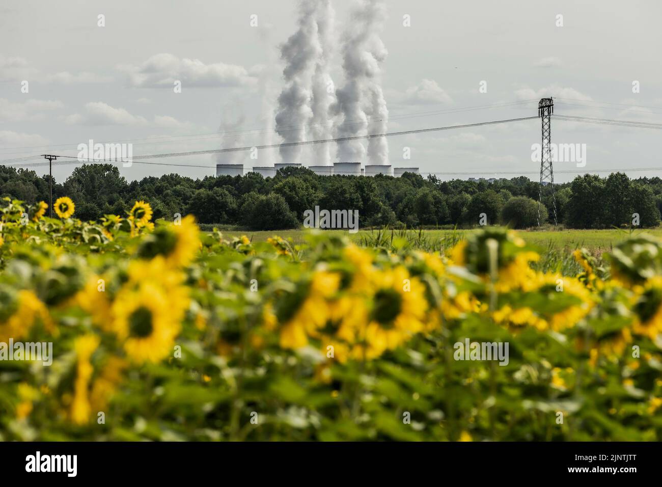 The Jaenschwalde coal-fired power plant can be seen behind partly dried-up sunflowers in Dissen-Striesow, July 28, 2022. According to the federal government's timetable for phasing out coal, the last block of the power plant is to be shut down by the end of 2028. In addition to Boxberg and Schwarze Pumpe, Jaenschwalde is one of three power plants in Lusatia whose economic infrastructure is largely dependent on coal production. Stock Photo