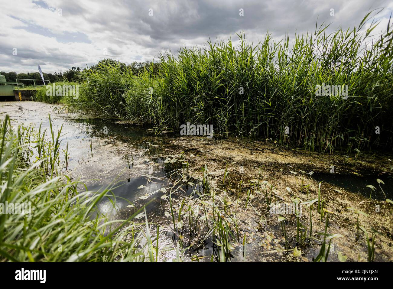 Templin, Deutschland. 27th July, 2022. Wet meadow near Templin, July 27th, 2022. Credit: dpa/Alamy Live News Stock Photo