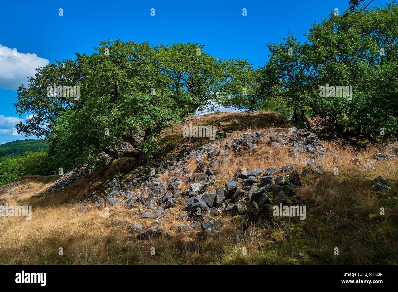 Oak trees growing from a spoil heap at Dobb Edge Quarry near Baslow and