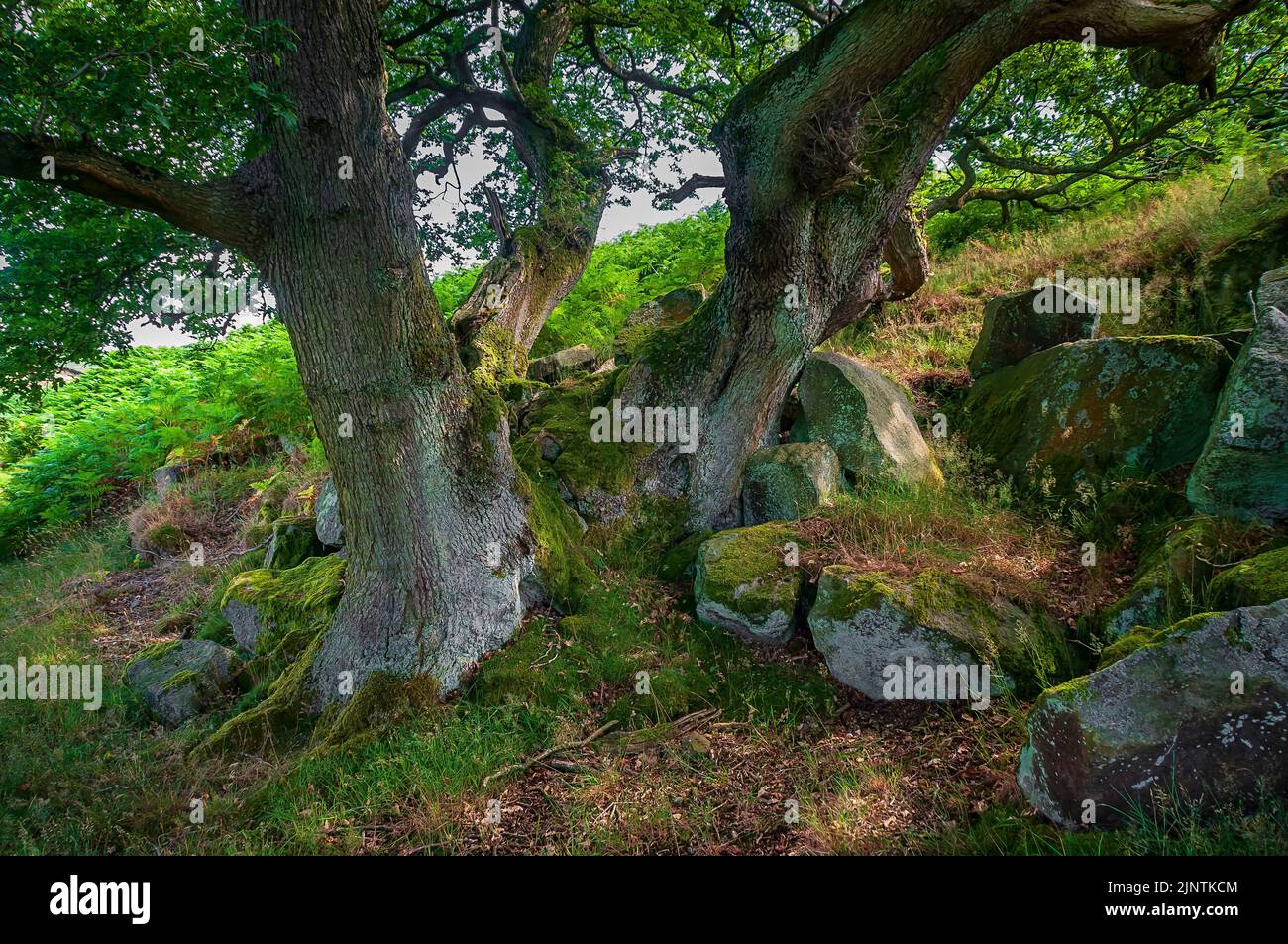Large multi-stemmed oak tree, possibly from coppicing, growing from a