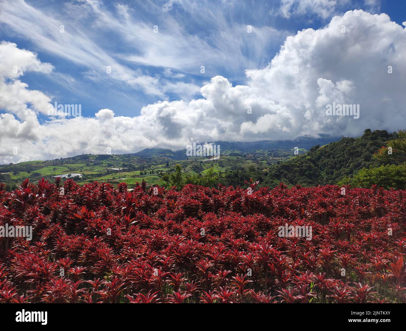 Field of red Dracaena Stock Photo