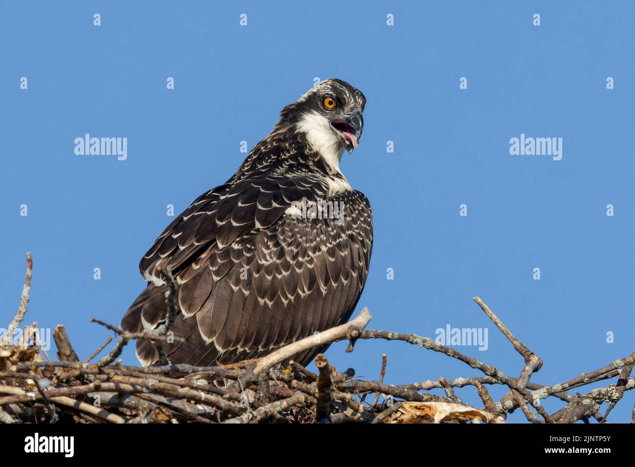 (Ottawa, Canada---13 August 2022) A juvenile osprey in its nest near Shirley’s Bay. 2022 Copyright Photograph Sean Burges / Mundo Sport Images. Stock Photo