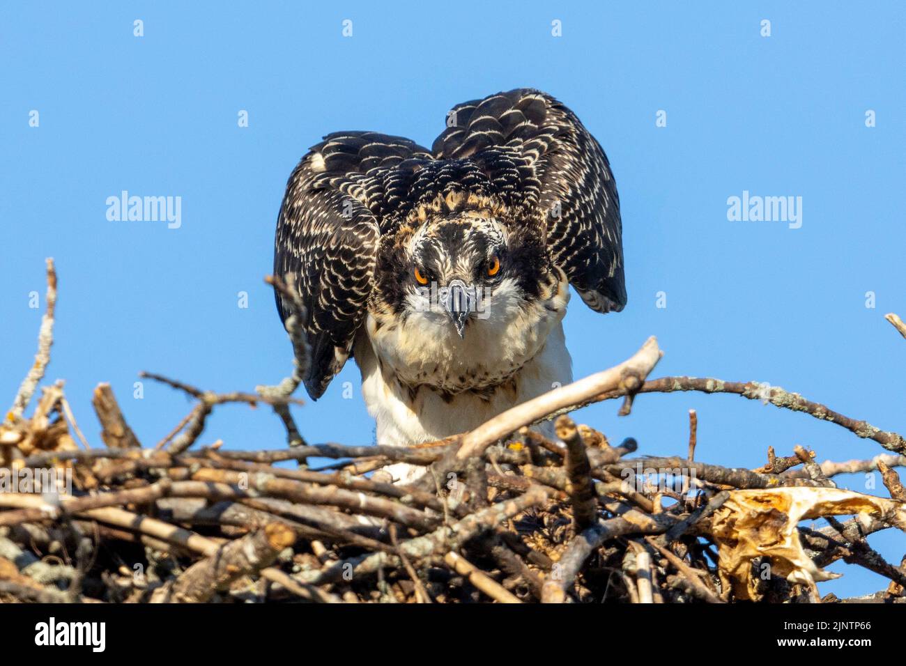 (Ottawa, Canada13 August 2022) A juvenile osprey in its nest near