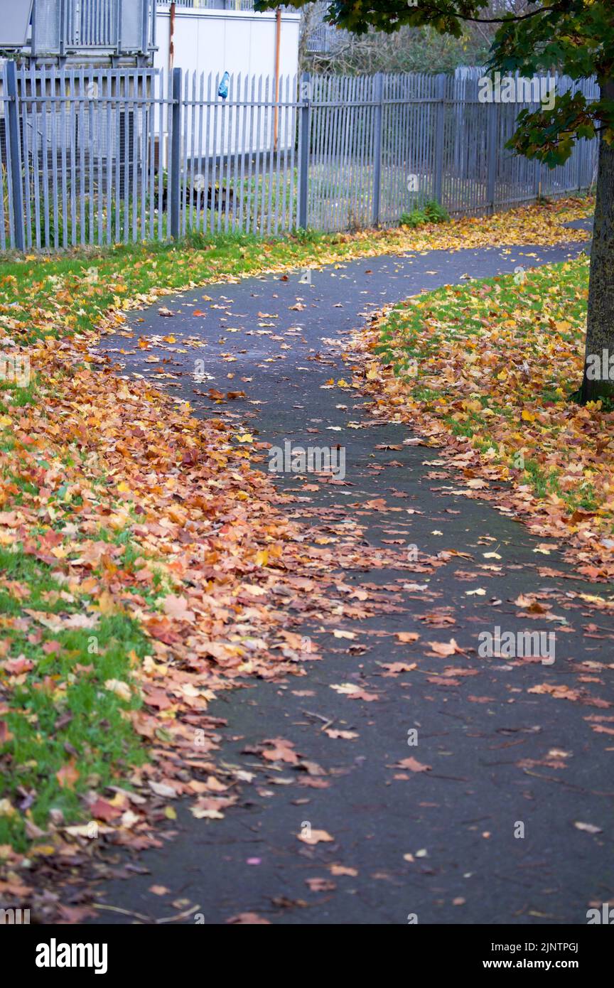 Autumn. Leaves on the ground. Falling leaves natural background ...