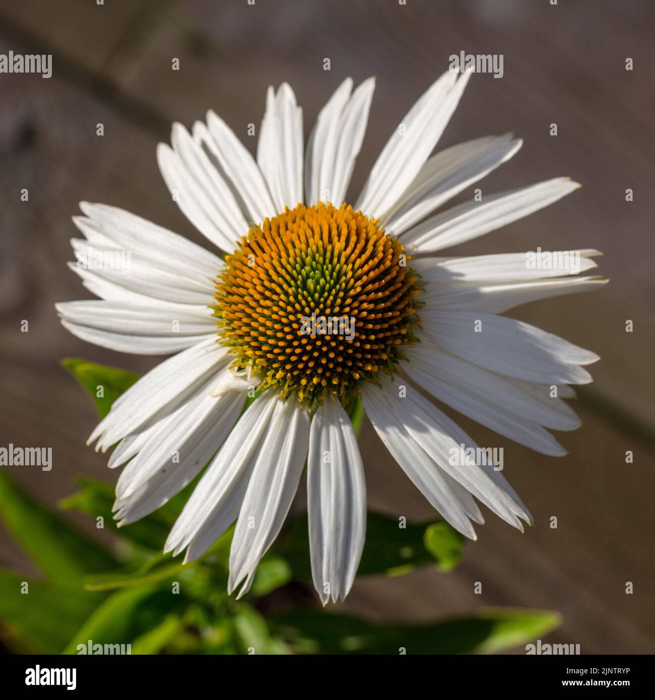 'Meditation White' Purple coneflower, Röd solhatt (Echinacea purpurea) Stock Photo