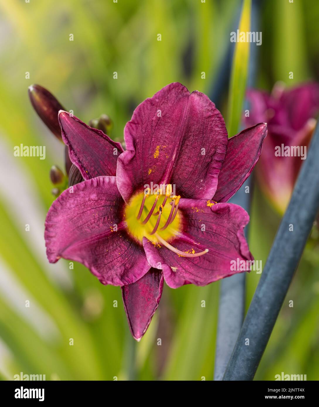 'Grape Velvet' Daylily, daglilja (Hemerocallis Stock Photo - Alamy