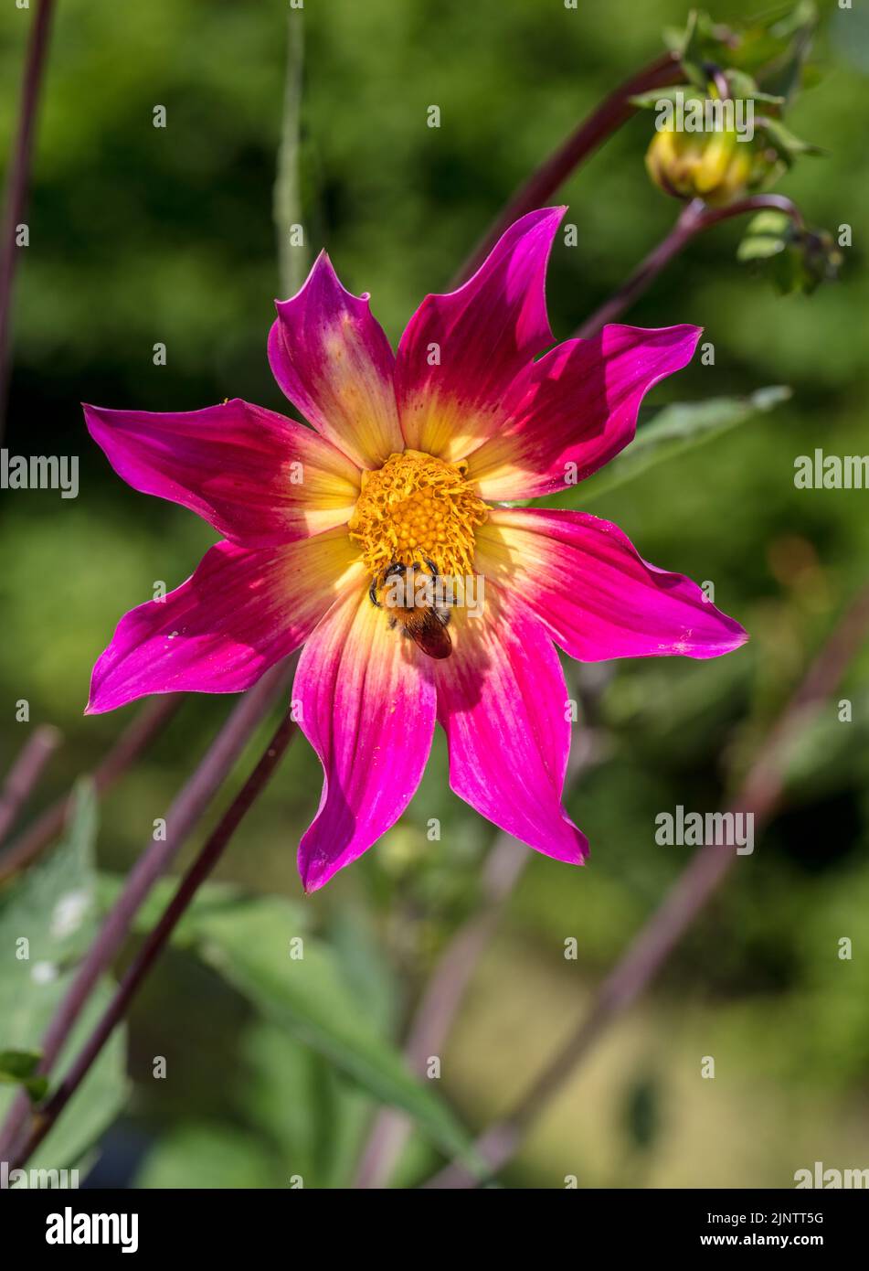 'Bright Eyes' Single Flowered Dahlia, Enkelblommig dahlia (Dahlia x Hortensis) Stock Photo
