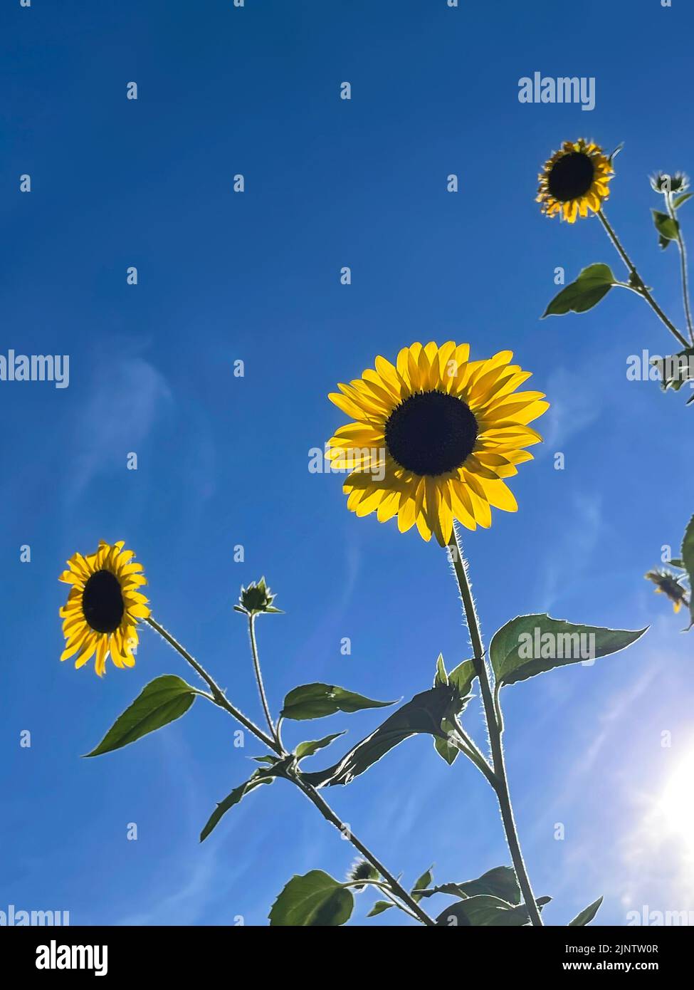 A collection of bright yellow petaled sunflowers loom overhead, backlit by the low afternoon sun against a brilliant blue summer sky. Stock Photo