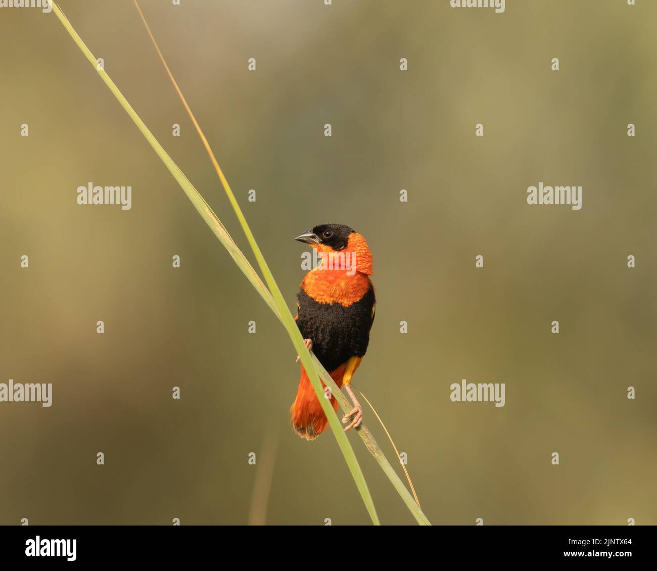 Side view of souther red bishop perched on a reed, Bahrain Stock Photo