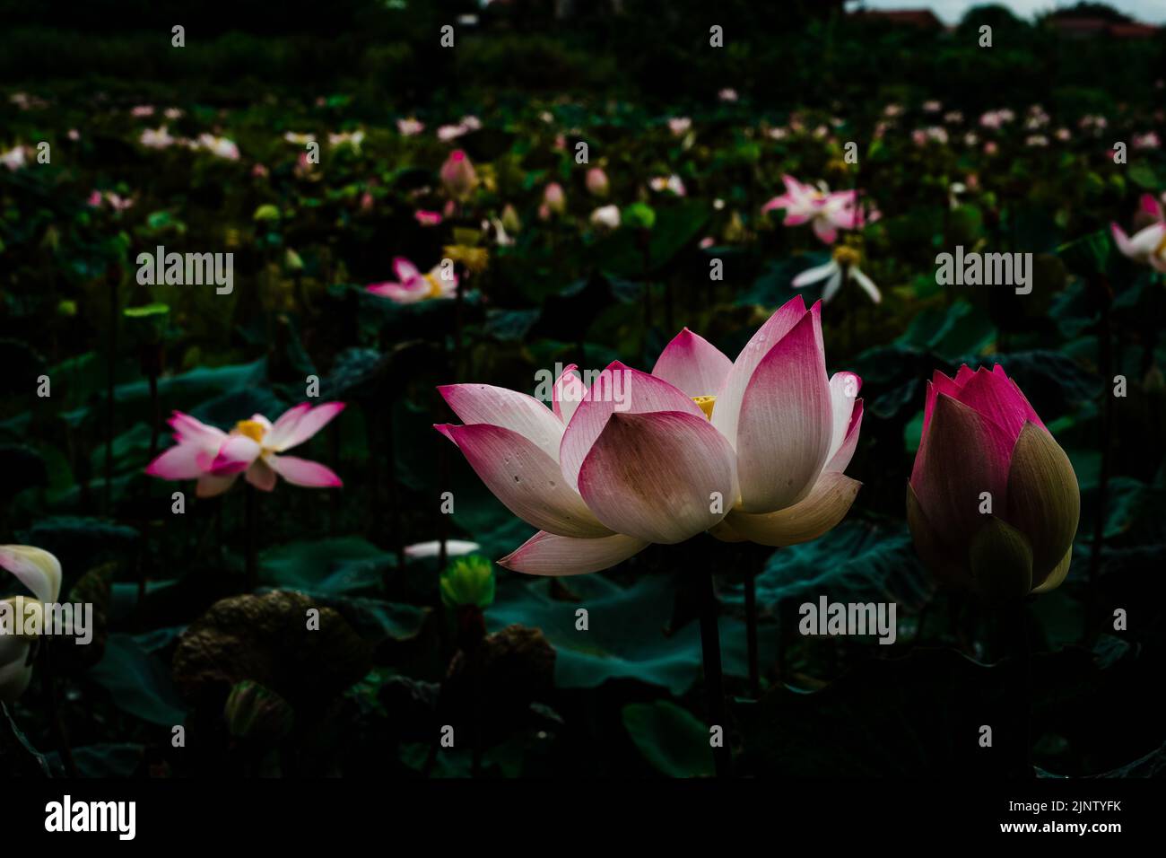 the national Lotusflower of Vietnam Stock Photo Alamy