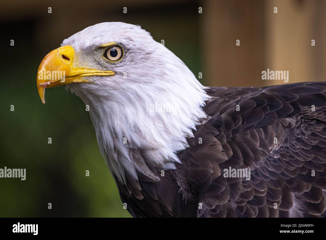 A large bald eagle (Haliaeetus leucocephalus), the United States national bird, at Zoo Atlanta in Atlanta, Georgia. (USA) Stock Photo
