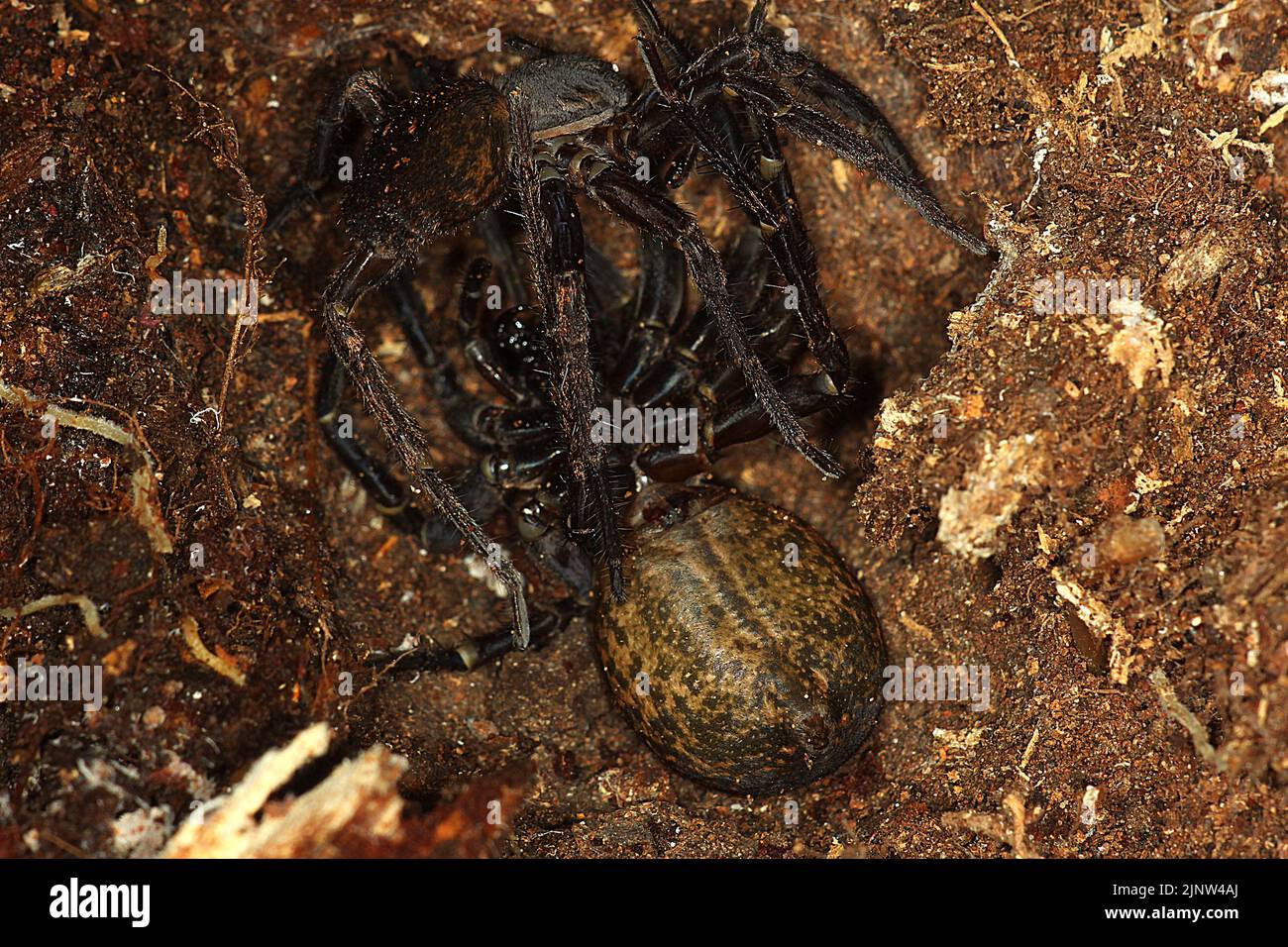 Pair of vagrant spiders (Uliodon albopunctatus) Stock Photo