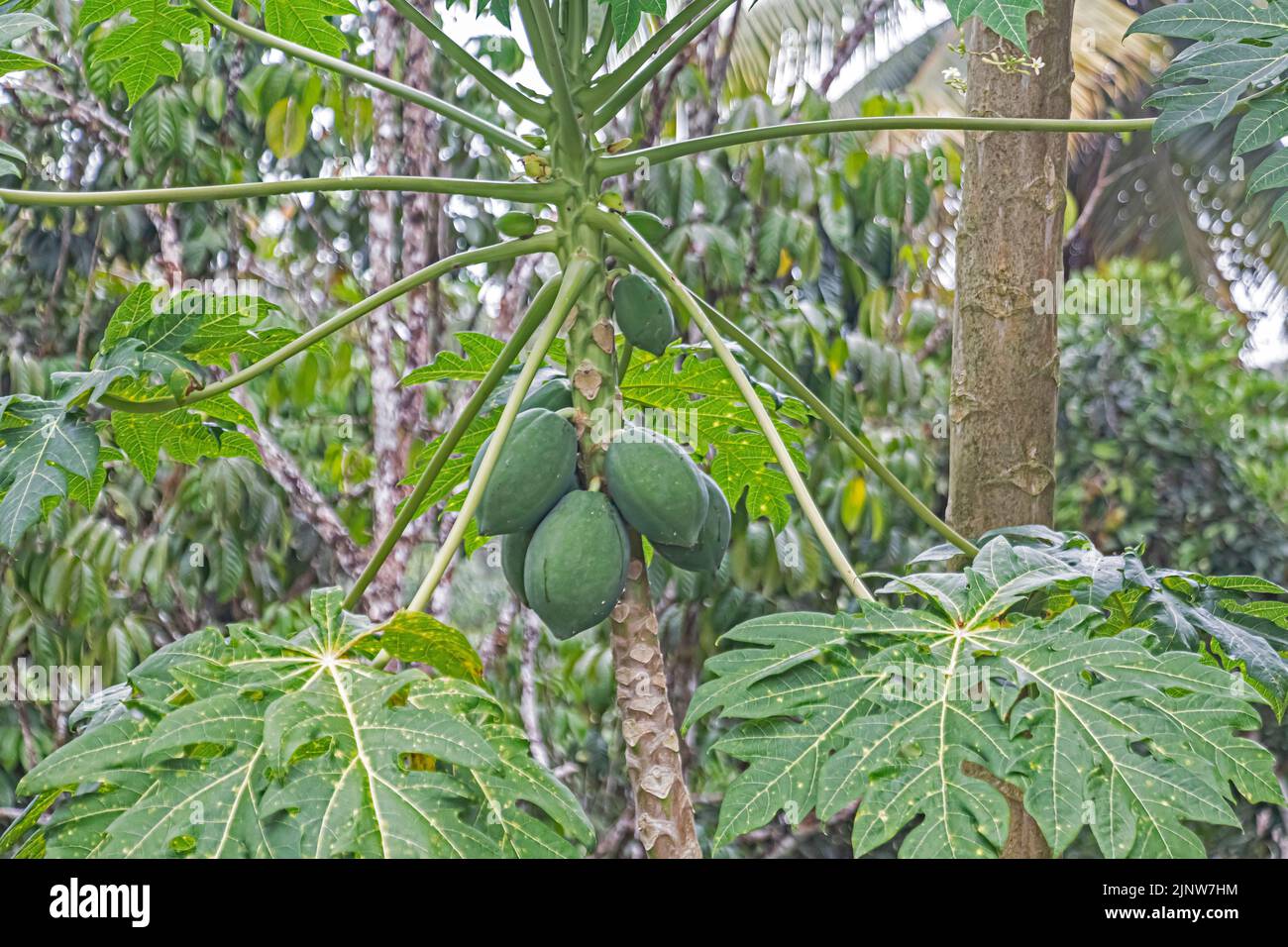 Papayas at tree in Malaysia Stock Photo - Alamy