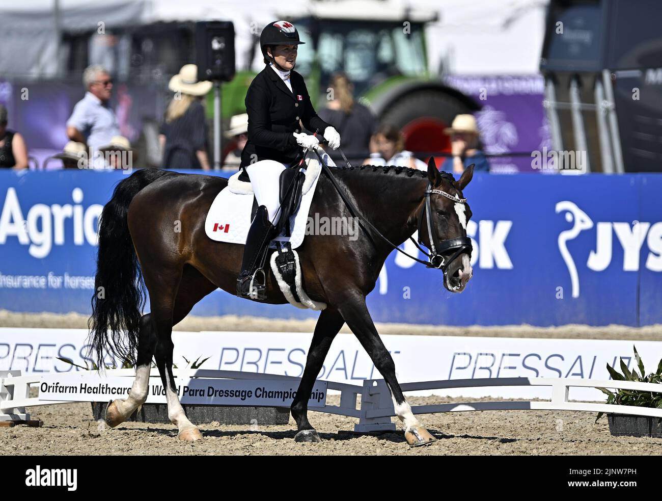 Herning, Denmark. 13th Aug, 2022. World Equestrian Games.Roberta Sheffield (CAN) riding FAIRUZA during the FEI Para Dressage Team championships - Grade III. Credit: Sport In Pictures/Alamy Live News Stock Photo