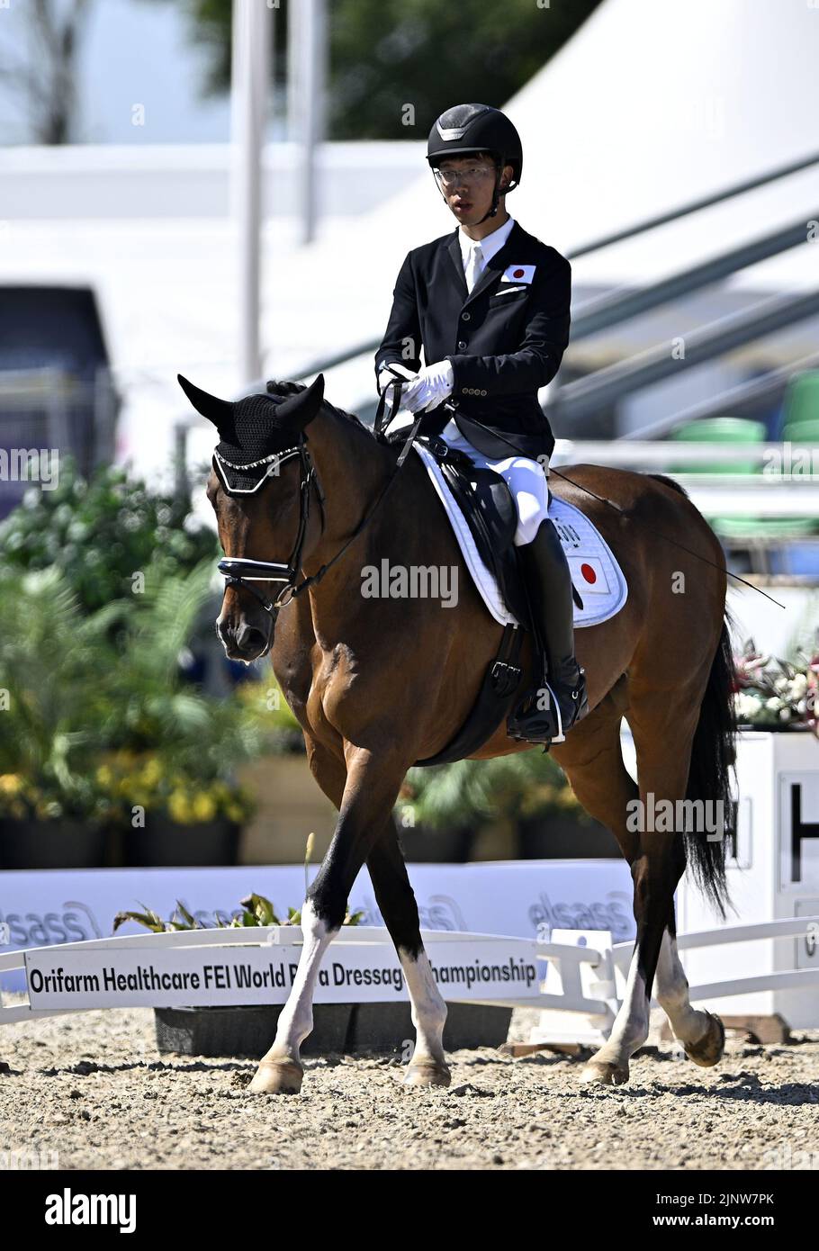 Herning, Denmark. 13th Aug, 2022. World Equestrian Games.Sho Inaba (JPN) riding EXCLUSIVE during the FEI Para Dressage Team championships - Grade III. Credit: Sport In Pictures/Alamy Live News Stock Photo