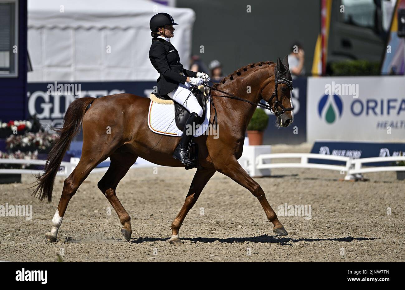 Herning, Denmark. 13th Aug, 2022. World Equestrian Games.Barbara Minneci (BEL) riding STUART during the FEI Para Dressage Team championships - Grade III. Credit: Sport In Pictures/Alamy Live News Stock Photo