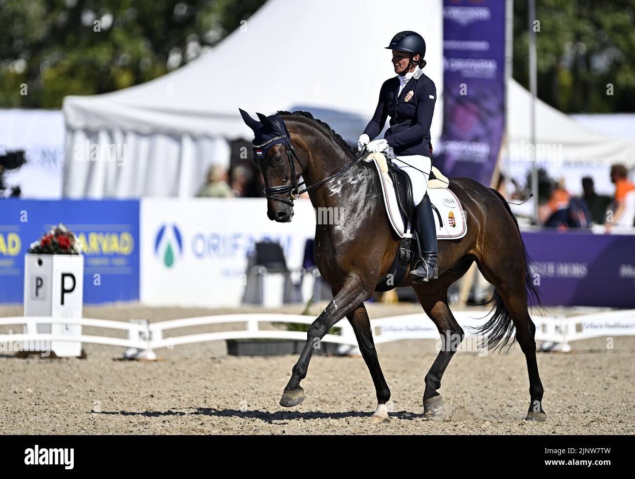Herning, Denmark. 13th Aug, 2022. World Equestrian Games.Ildikó Fonyódi (HUN) riding SIR SINCERE during the FEI Para Dressage Team championships - Grade III. Credit: Sport In Pictures/Alamy Live News Stock Photo