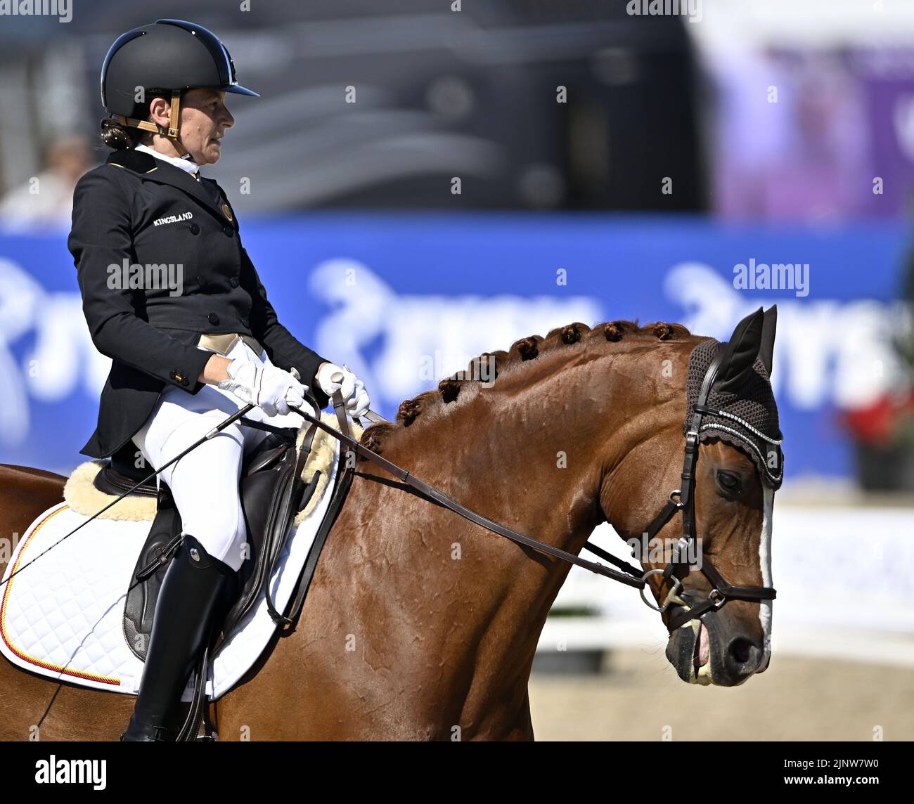 Herning, Denmark. 13th Aug, 2022. World Equestrian Games.Barbara Minneci (BEL) riding STUART during the FEI Para Dressage Team championships - Grade III. Credit: Sport In Pictures/Alamy Live News Stock Photo