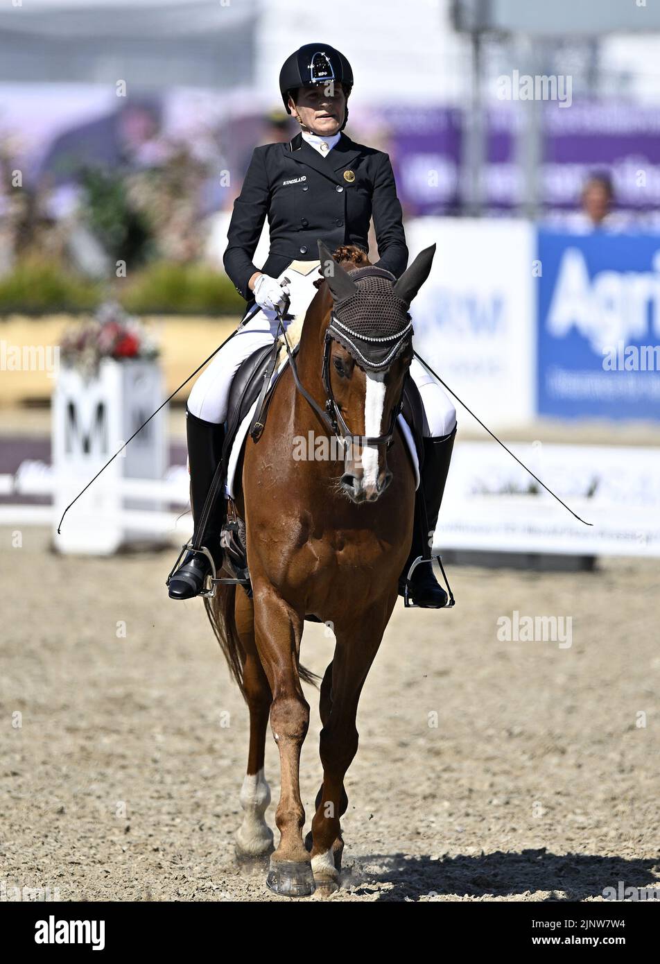 Herning, Denmark. 13th Aug, 2022. World Equestrian Games.Barbara Minneci (BEL) riding STUART during the FEI Para Dressage Team championships - Grade III. Credit: Sport In Pictures/Alamy Live News Stock Photo