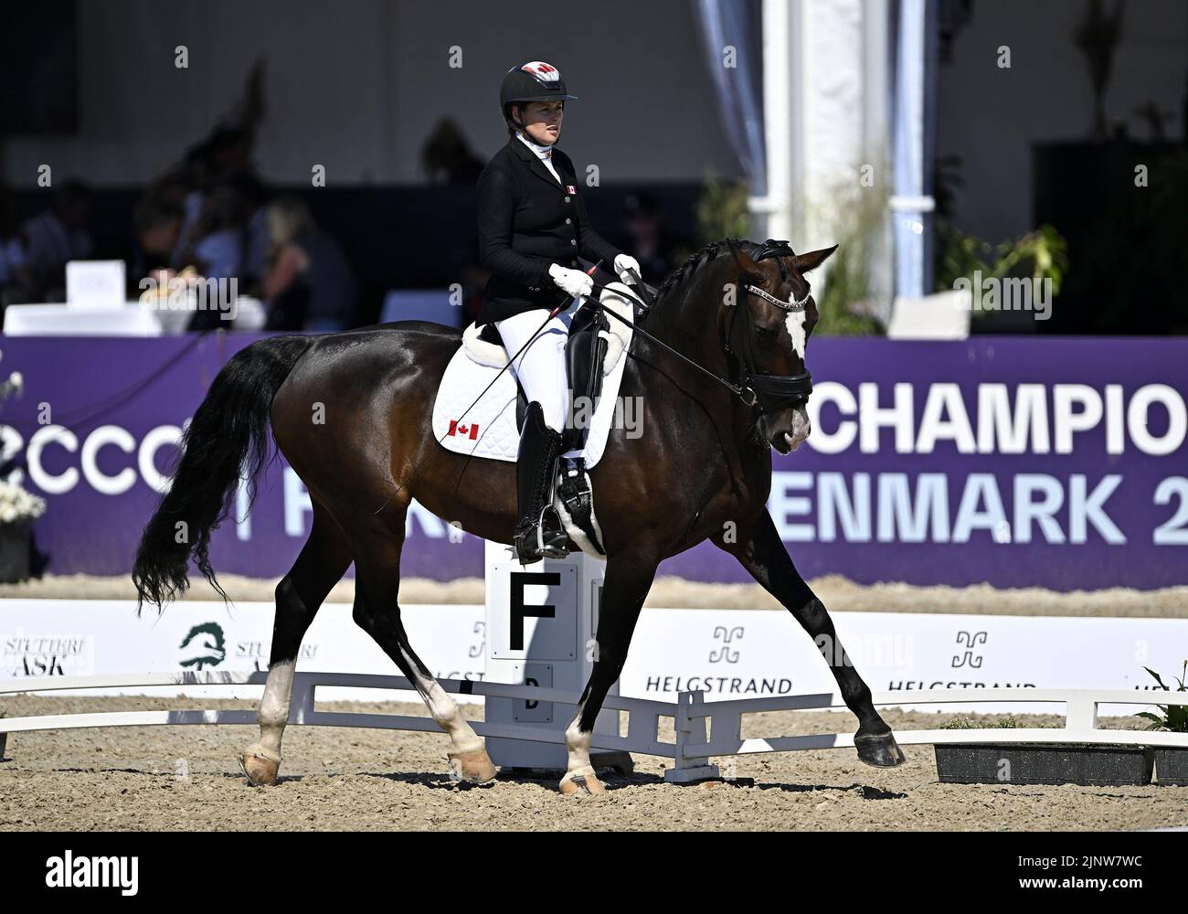 Herning, Denmark. 13th Aug, 2022. World Equestrian Games.Roberta Sheffield (CAN) riding FAIRUZA during the FEI Para Dressage Team championships - Grade III. Credit: Sport In Pictures/Alamy Live News Stock Photo