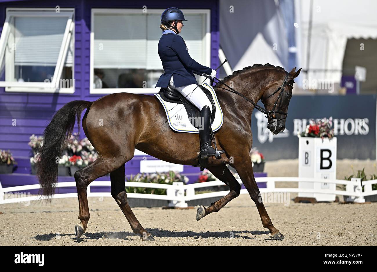 Herning, Denmark. 13th Aug, 2022. World Equestrian Games.Lena Malmström (SWE) riding FABULOUS FIDELIE during the FEI Para Dressage Team championships - Grade III. Credit: Sport In Pictures/Alamy Live News Stock Photo