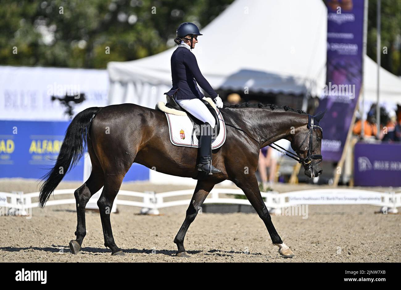 Herning, Denmark. 13th Aug, 2022. World Equestrian Games.Ildikó Fonyódi (HUN) riding SIR SINCERE during the FEI Para Dressage Team championships - Grade III. Credit: Sport In Pictures/Alamy Live News Stock Photo